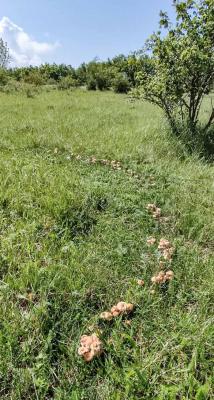 Прикрепленное изображение: ен.jpg